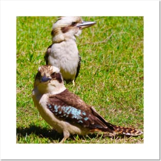 The Two Kookaburras! Posters and Art